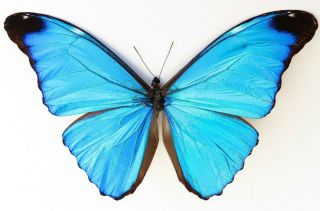 Morpho Absoloni Male A1 Unmounted Wings Closed Peru