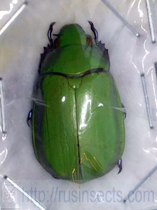 Scarabaeidae,  Rutelinae Chrysina Gorda Mexico Female