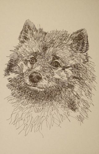 Keeshond Dog Breed Art Portrait Print 41 Kline Draws Your Dogs Name.  Gift