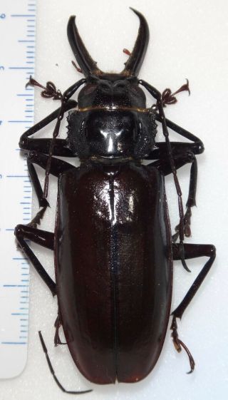 Stenodontes Exsertus Male 66.  7mm Dominican Republic Dr10 Longhorn Beetle Titanus