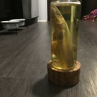 Real Lemon Shark In A Jar Preserved - Taxidermy - Formaldehyde Lemon Shark Sci