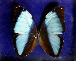 Peruvian Butterfly Morpho Deidamia Preserved In Double Pane Glass Framed