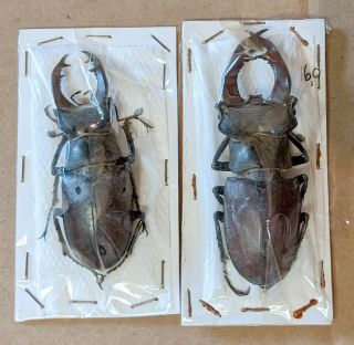 Beetle - Lucanus Cervus 2 Males 39 From Italy