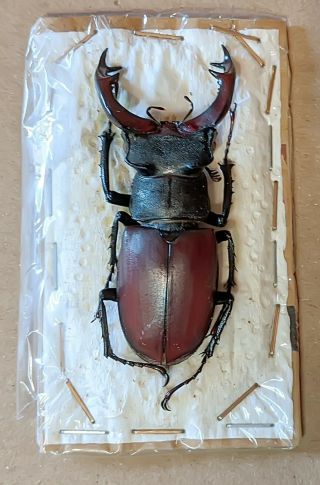 Beetle - Lucanus Cervus Male 38 From Spain