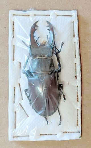 Beetle - Lucanus Cervus Male 37 From Spain