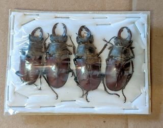 Beetle - Lucanus Cervus 4 Males 30 From Austria