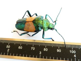 Cerambycidae/ Prioninae Charmallaspis (pyrodes) Sp Rare Special Beetle Peru