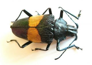 Cerambycidae/ Prioninae Charmallaspis (pyrodes) Sp Rare Special Beetle Peru 6