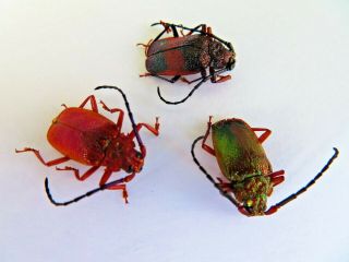 3 Cerambycidae/prioninae (pyrodes) Sp Ucayali Peru