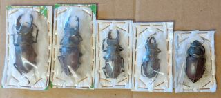 Beetle - Lucanus Cervus 4 Males And 1 Female 28 From France