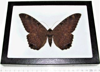 Real Framed Black Witch Moth Ascalapha Odorata Texas Usa