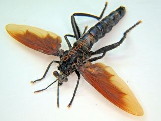 Diptera - Gauromydas Sp Brazil Only One 621