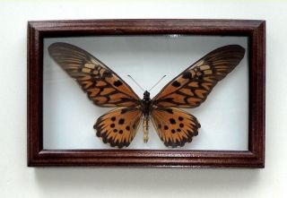 Papilio Antimachus Real Insect In Big Frame Made Of Expensive Wood