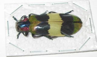 Chrysochroa Corbetti (buprestidae)