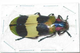 Chrysochroa corbetti (Buprestidae) 2