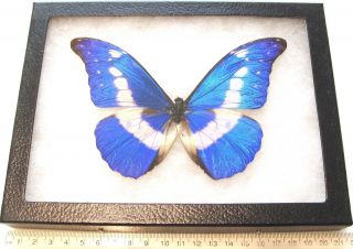 Real Framed Butterfly Blue White Morpho Rhetenor Helena Male