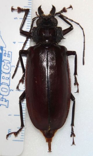 Stenodontes Exsertus Female 54.  5mm Dominican Republic Dr - 9 Longhorn Beetle