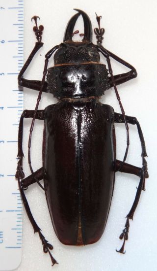 Stenodontes Exsertus Male 68.  7mm Dominican Republic Dr11 Longhorn Beetle Titanus