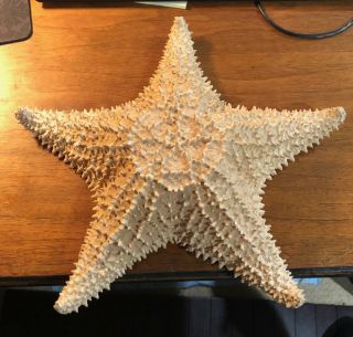 Vintage Real Dried Starfish Large 12 "