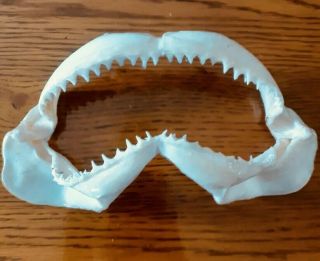 Oceanic Whitetip 20 Cm Shark Jaw Carcharhinus Longimanus Taxidermy Tooth Teeth