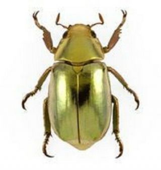 One Real Gold Scarab Beetle Chrysina Resplendens A1 Perfect Unmounted Pinned