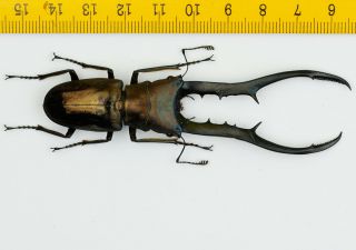 Beetle - Lucanidae - Cyclommatus Metallifer Finae (88mm) - Indonesia - 2144