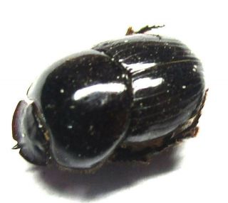 A018 Pa : Onthophagus Species? 9.  5mm