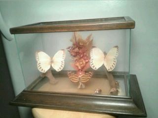 Vintage Real Butterfly Wood And Glass Display 15 " X 9 " X 9 "