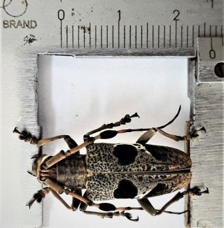 Cerambycidae Sp 26mm From Halmahera Indonesia