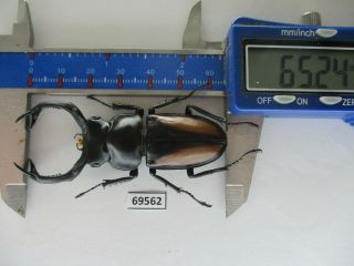 69562 Lucanidae: Rhaetulus Crenatus.  Vietnam.  65mm