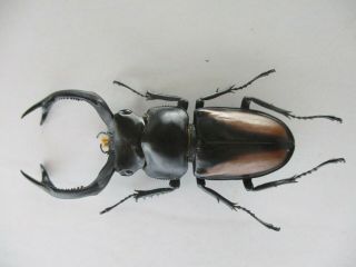 69562 Lucanidae: Rhaetulus crenatus.  Vietnam.  65mm 2