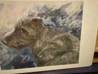 Scottish Deerhound Pencil Signed Limited Edition 11x14 Print By Van Loan