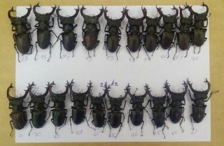 Coleoptera Lucanidae Lucanus Cervus A2/ 20 Male/ 65 - 78 Mm / Ukraina