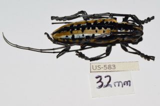 Cerambycidae Deliathis Buqueti Mexico A2 Los Tuxtlas Very Rare Us - 583