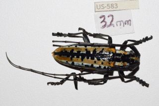 Cerambycidae deliathis buqueti Mexico A2 los Tuxtlas VERY RARE US - 583 2