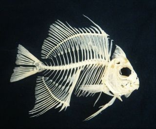 Rare Atlantic Spade Fish Skeleton Real Complete Anglfish Animal Taxidermy
