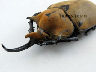 Megasoma Elephas (elephant Beetle) 105mm Real Insect Me11909