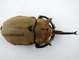 Megasoma elephas (Elephant Beetle) 105mm REAL Insect ME11909 2