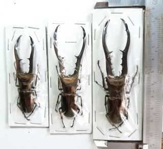 Xlarge Bronze Cyclommatus Metallifer Finae 3 M,  Peleng,  Indonesia Unmounted