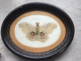 Antique Vintage Moth Antheraea Polyphemus Framed Taxidermy Specimen Dated 1947