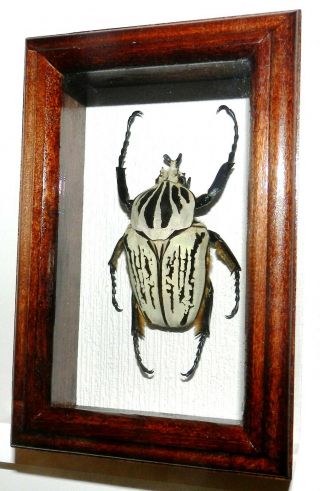 Goliathus Orientalis Pressi White Form In A Frame Made Of Real Wood.