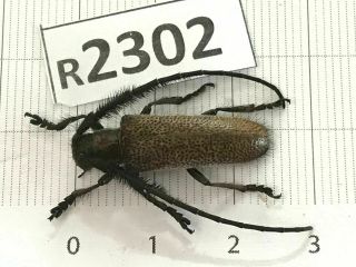 R2302 Unmounted Insect Beetle Coleoptera Vietnam