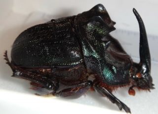 Scarabaeidae Coprophanaeus Ensifer 49mm Brazil Du - 1 Dung Beetle Heliocopris