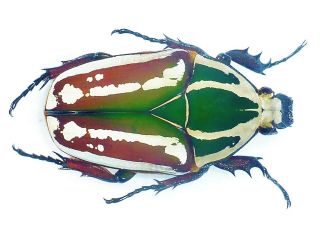 Mecynorrhina Ugandensis Female A1 Huge 54mm,  Fantastic Color Uganda