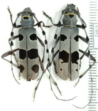 Cerambycidae Rosalia Alpina Russia,  South Urals Pair - Rare Form
