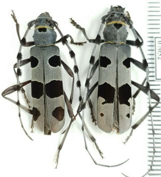 Cerambycidae Rosalia alpina Russia,  South Urals PAIR - RARE form 2