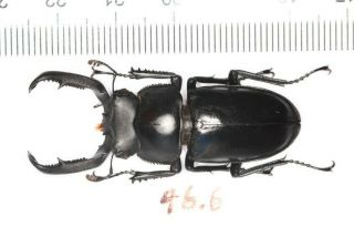 Lucanidae Rhaetus Rhaetulus 46.  6mm West Yunnan