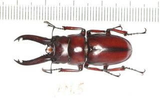 Lucanidae Prosopocoilus Wuchaoi West Yunnan 41.  5mm