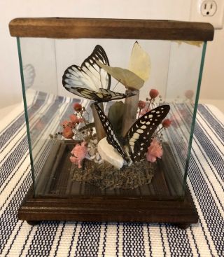 Vintage Real Mounted Taxidermy Butterflies & Flowers In Glass Display Case