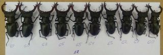 Coleoptera Lucanidae Lucanus Cervus A1/ 10 Piece/69 - 60 Mm / Ukraina